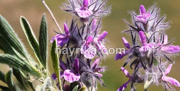 عکس گیاه چای چوپان