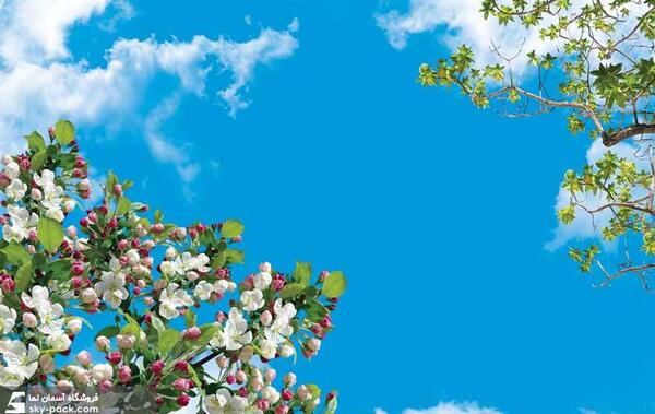 عکس شکوفه سیب بهاری