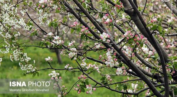 عکس شکوفه سیب بهاری