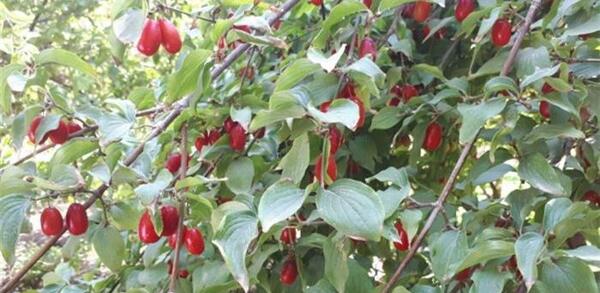 عکس درختچه زغال اخته