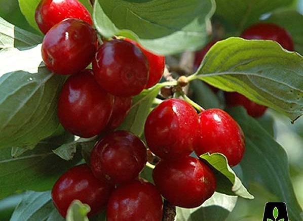 عکس درختچه زغال اخته