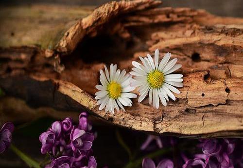 عکس گلهای خاص و زیبا
