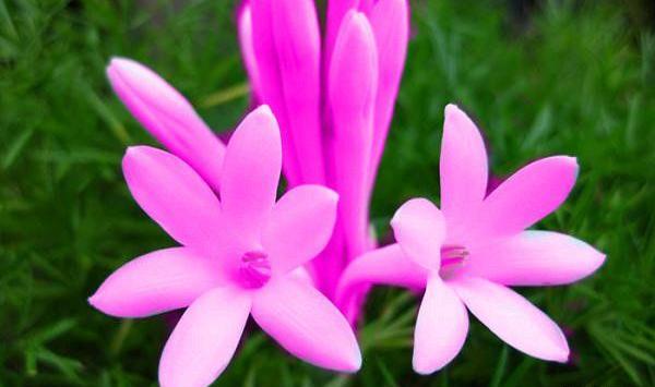 عکس گلهای خاص و زیبا