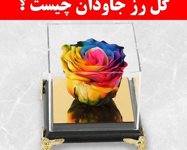 عکس گل رز جاودانه