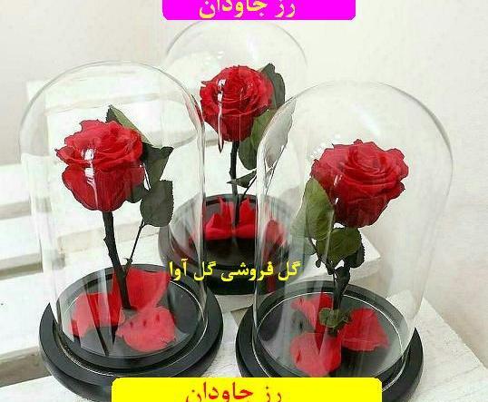 عکس گل رز جاودانه