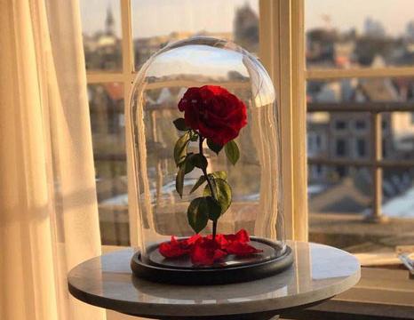 عکس گل رز جاودانه