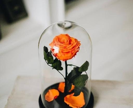 عکس گل رز جاودانه