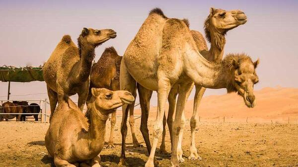 عکس شتر از جلو