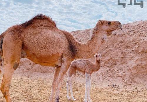 عکس شتر از جلو