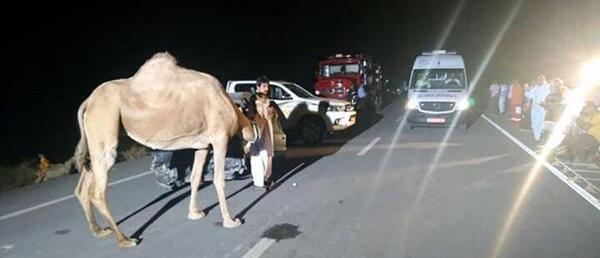 عکس شتر از جلو