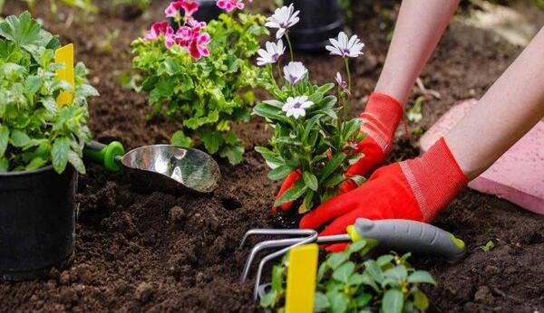 عکس ایده برای کاشت گل و گیاه