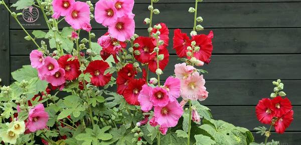 عکس ایده برای کاشت گل و گیاه