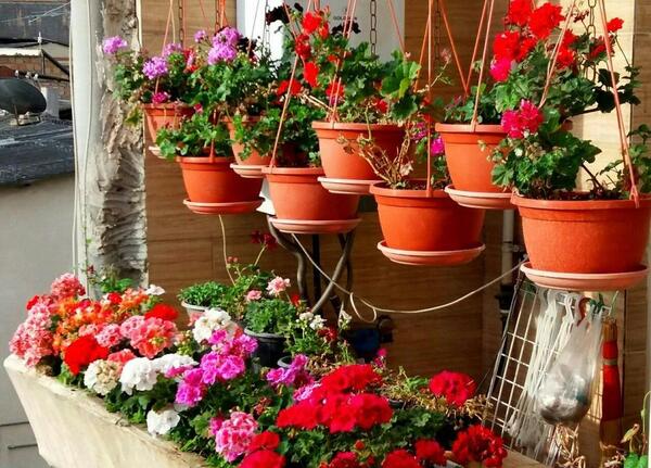 عکس ایده برای کاشت گل و گیاه