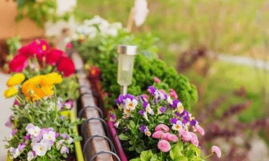 عکس ایده برای کاشت گل و گیاه