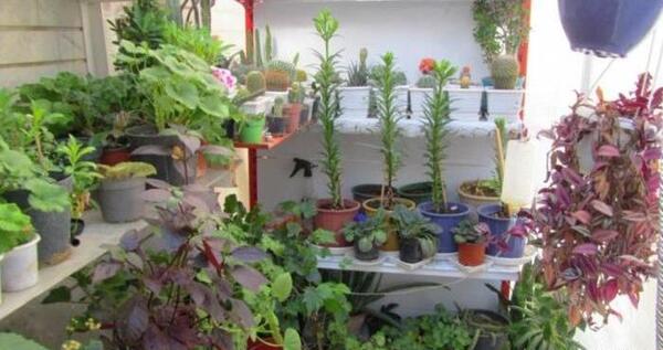 عکس ایده برای کاشت گل و گیاه