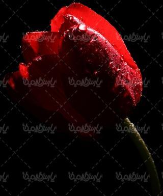 عکس گل رز قرمز با زمینه مشکی