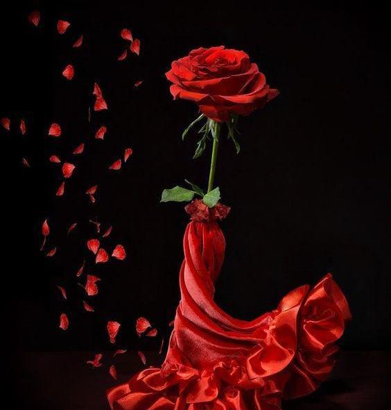 عکس گل رز قرمز با زمینه مشکی