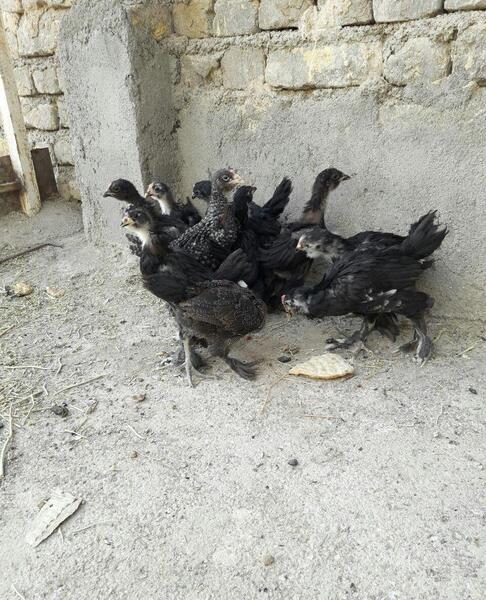 عکس جوجه مشکی