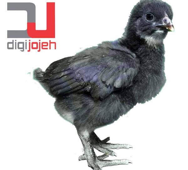 عکس جوجه مشکی