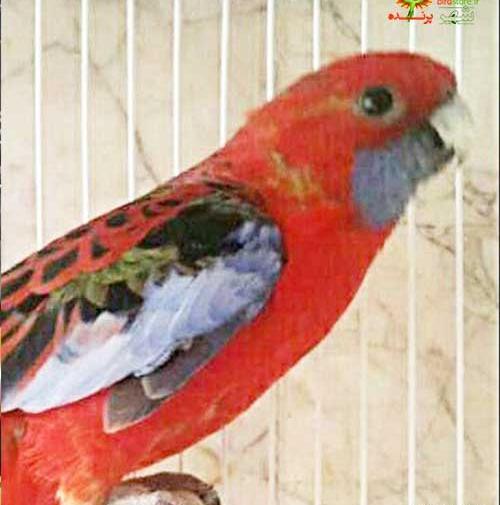 عکس طوطی شکیلا