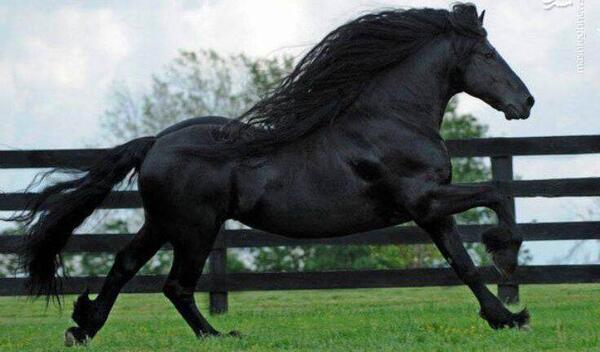 عکس اسب سیاه زیبا