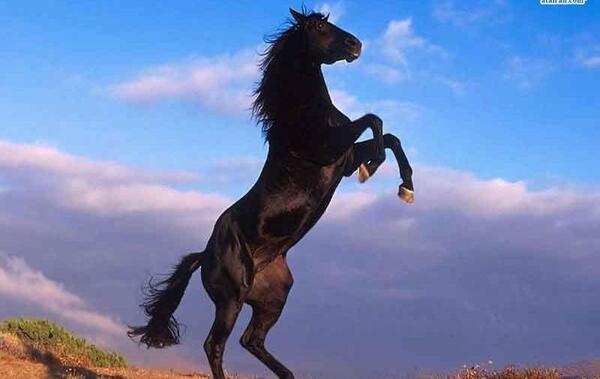 عکس اسب سیاه زیبا