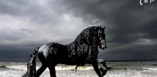 عکس اسب سیاه زیبا