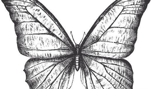 عکس پروانه طراحی شده