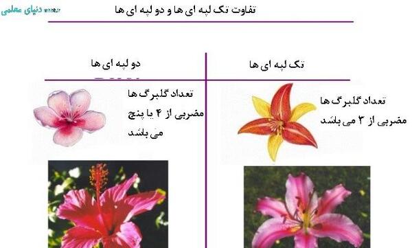 عکس گیاه دو لپه