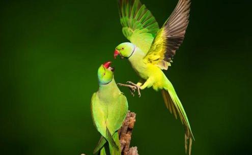 عکس طوطی پروفایل