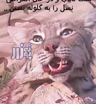 عکس نوشته یوزپلنگ
