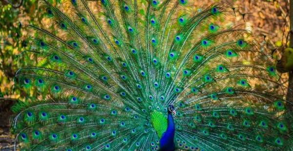 عکس طاووس هندی نر