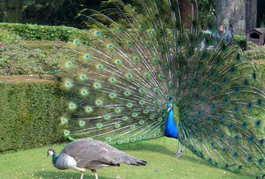 عکس طاووس هندی نر