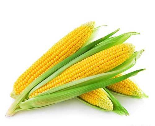 عکس ذرت علوفه