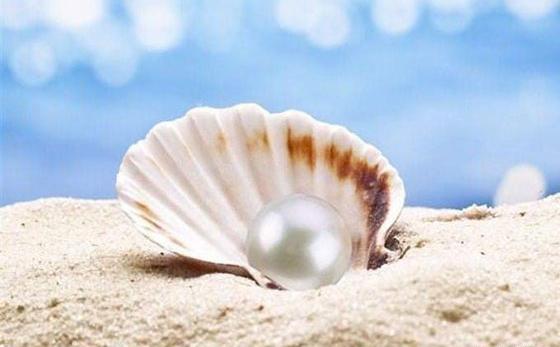 عکس صدف و مروارید صالح