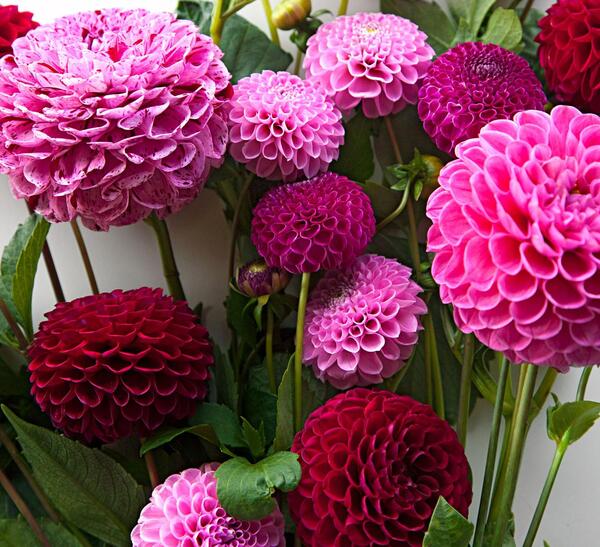 عکس دسته گل های زیبای جهان