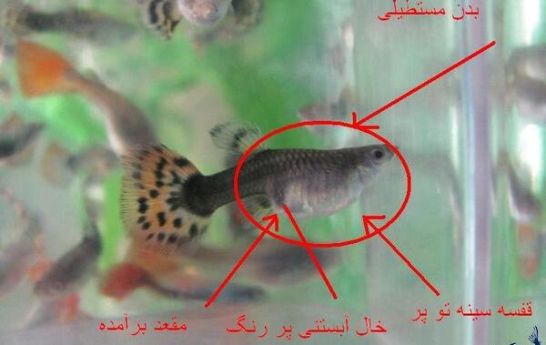 عکس گوپی باردار