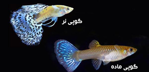 عکس گوپی باردار