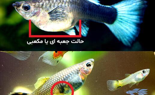 عکس گوپی باردار