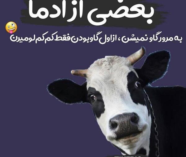 عکس گاو گاو