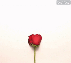 عکس گل رز گیف