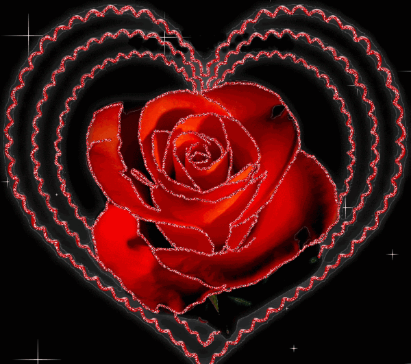 عکس گل رز گیف