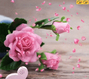 عکس گل رز گیف