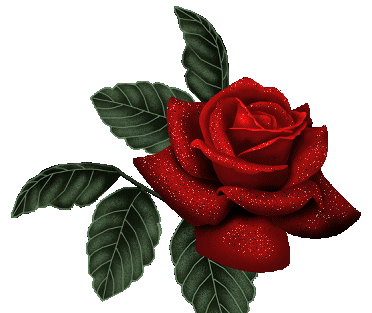 عکس گل رز گیف
