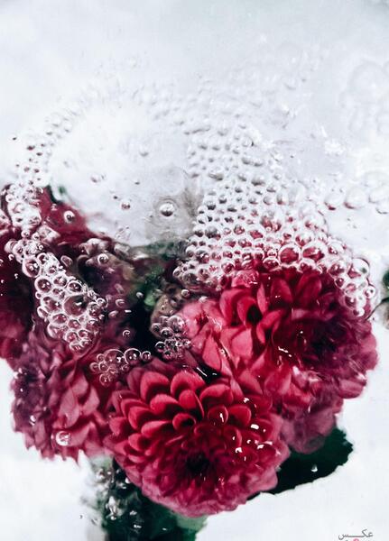عکس پرتره گل