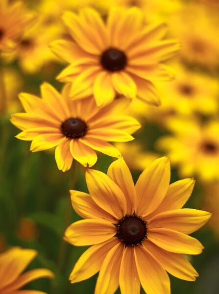عکس پرتره گل