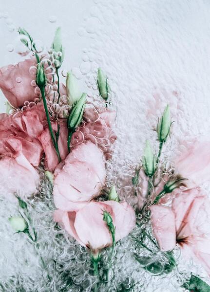 عکس پرتره گل