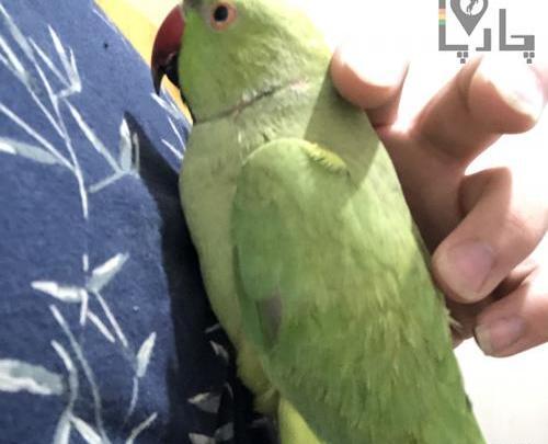 عکس طوطی ملنگو نر
