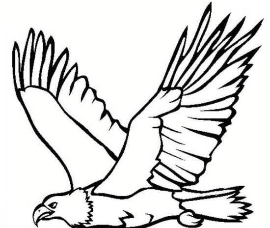 عکس شاهین کودکانه