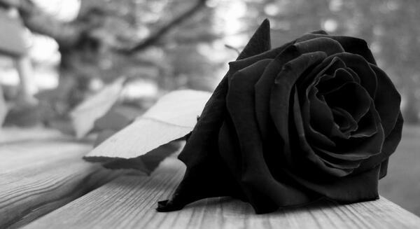 عکس گل رز مشکی برای تسلیت